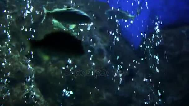 与鱼和刺破泡沫的水下美景 — 图库视频影像