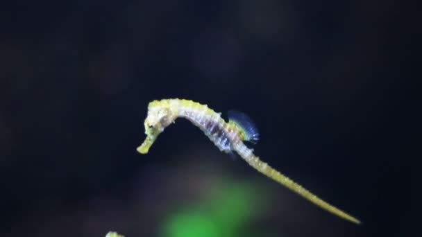 Un bel cavallo di mare primo piano di un nuoto in acqua — Video Stock