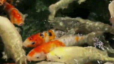 Turuncu grup carps bir göl su üzerinde yüzen rasyonun küçük top ekmek parası.