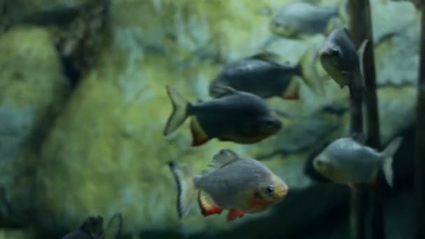 Una bandada de pirañas nadan en un acuario — Vídeo de stock