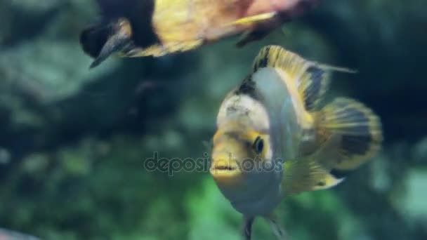 Cíclidos de peces exóticos flotando en el acuario y mirando a la cámara — Vídeo de stock