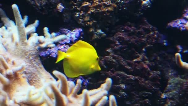 Mercan resifleri su altında yüzen neşeli balık cerrah — Stok video