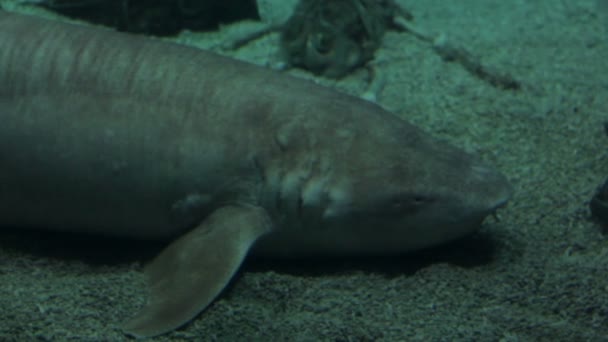 A very large female grey nurse shark with fresh mating scars on gills under the water at the bottom — Stock Video