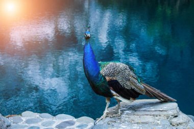 Mavi göle karşı profilde güzel tavuskuşu