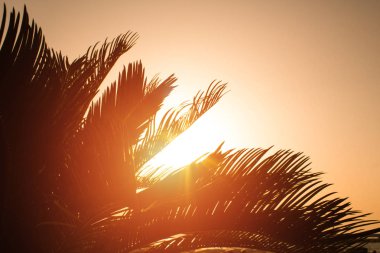 Batımına bir palmiye ağacının dalları ile olan turuncu parlak turuncu yangın