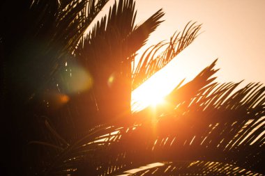 Batımına bir palmiye ağacının dalları ile olan turuncu parlak turuncu yangın