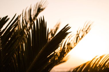 Batımına bir palmiye ağacının dalları ile olan turuncu parlak turuncu yangın