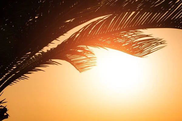 Leuchtend orangefarbenes Feuer bricht durch die Zweige einer Palme in den Sonnenuntergang — Stockfoto