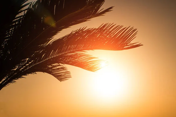 Leuchtend orangefarbenes Feuer bricht durch die Zweige einer Palme in den Sonnenuntergang — Stockfoto