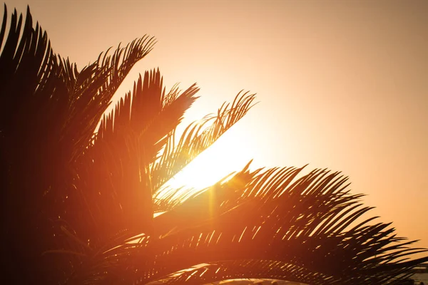 Batımına bir palmiye ağacının dalları ile olan turuncu parlak turuncu yangın