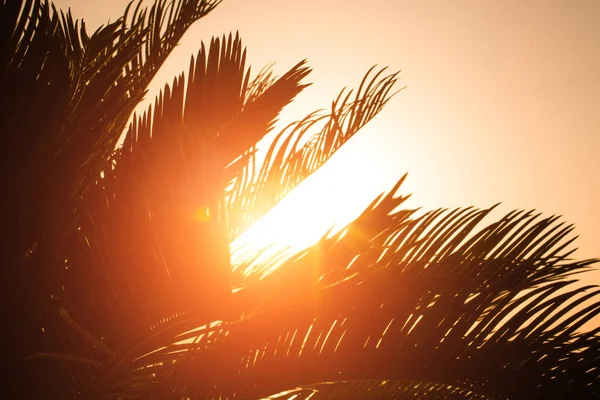 Leuchtend orangefarbenes Feuer bricht durch die Zweige einer Palme in den Sonnenuntergang — Stockfoto
