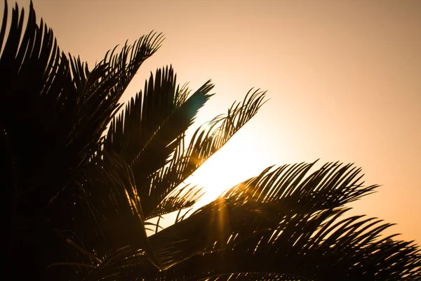 Batımına bir palmiye ağacının dalları ile olan turuncu parlak turuncu yangın
