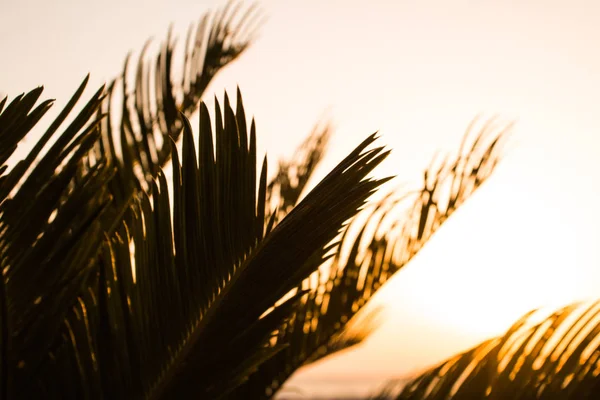 Batımına bir palmiye ağacının dalları ile olan turuncu parlak turuncu yangın