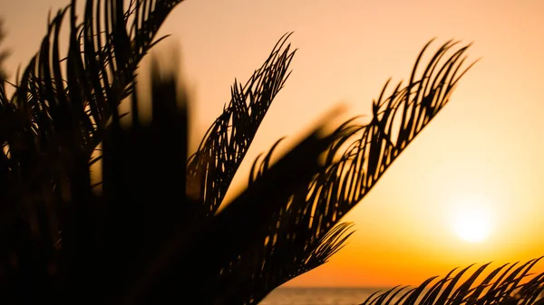 O fogo alaranjado brilhante da laranja quebra através dos galhos de uma palmeira no por do sol — Fotografia de Stock