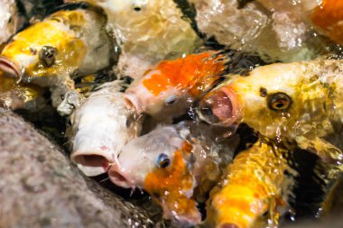 Japon komik fantezi koi sazan balıkları yemek istemekten