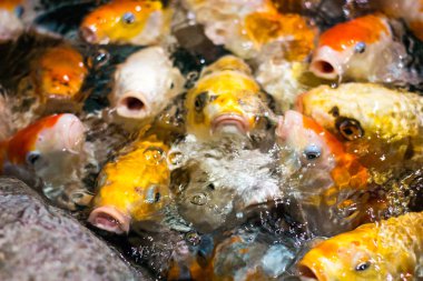 Japon komik fantezi koi sazan balıkları yemek istemekten