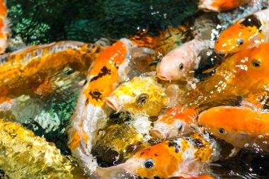 Japon komik fantezi koi sazan balıkları yemek istemekten