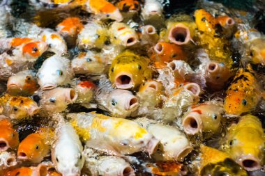 Japon komik fantezi koi sazan balıkları yemek istemekten