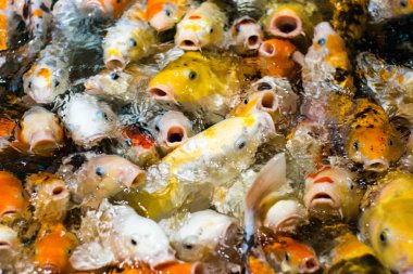 Japon komik fantezi koi sazan balıkları yemek istemekten