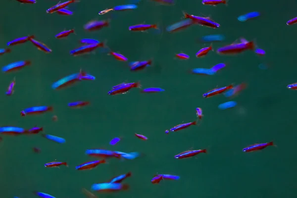 Stado neon małe ryby w akwarium — Zdjęcie stockowe