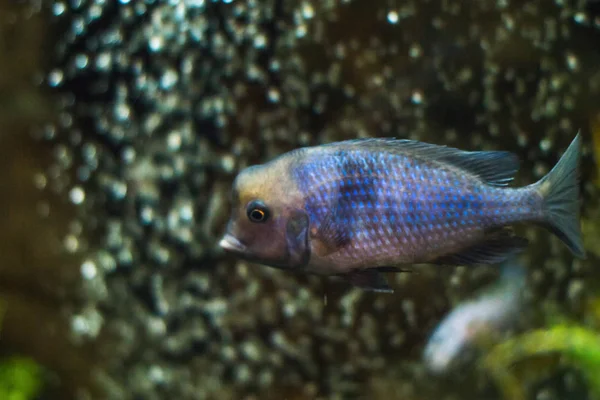 Malavi yunus tankın seyir