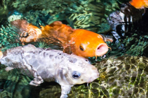 Koi Carp, Japanese big fish, underwater in garden.