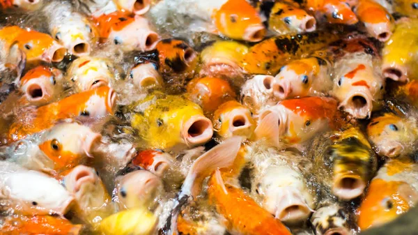 Japoński śmieszne fantazyjne koi karpia ryby prosząc o jedzenie — Zdjęcie stockowe