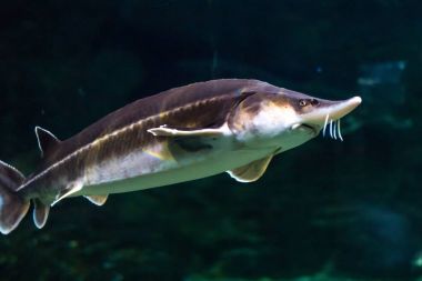 A large sturgeon floats under water and looks into the chamber clipart