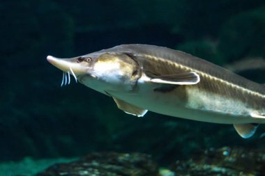 Büyük bir mersin balığı su altında yüzen ve odanın içine görünüyor