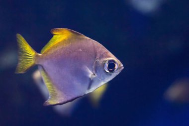 Balık monodactyl yüzen bir akvaryum su yakın çekim altında