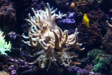 Sakin sualtı sahne mercan kayalığı kopya alanı ile