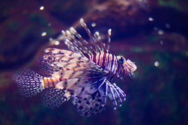 Lionfish, invaziv bir tür de denilen iskorpit veya Pterois