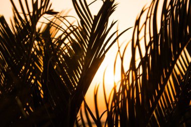 Batımına bir palmiye ağacının dalları ile olan turuncu parlak turuncu yangın