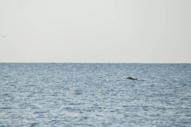 The dolphin floats far into the sea clipart