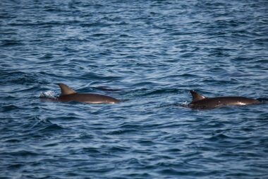İki yunuslar Karadeniz içinde atlama