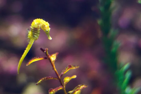 Yellow sea horse floats under water and eats — Stock Photo, Image
