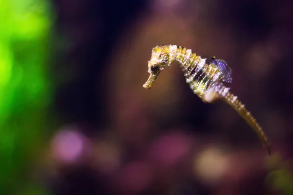 Yellow sea horse floats under water and eats — Stock Photo, Image