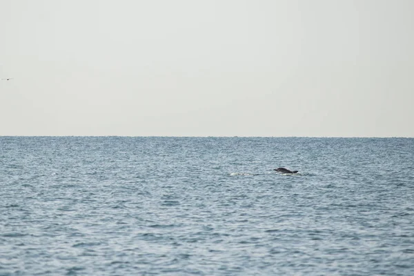 The dolphin floats far into the sea — Stock Photo, Image