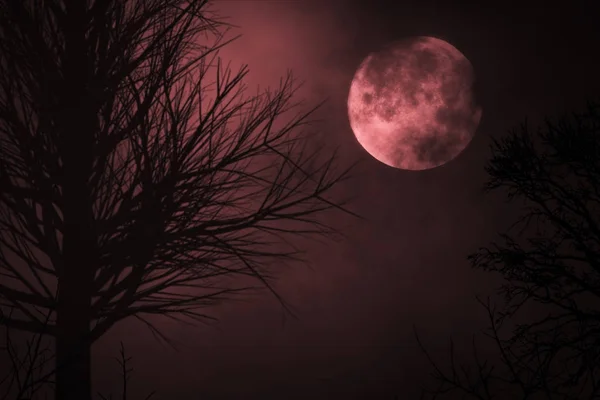 Кроваво-красное лунное небо. Силуэт жутких деревьев. темнота. Ужасное небо. Облака, движущиеся реалистично — стоковое фото
