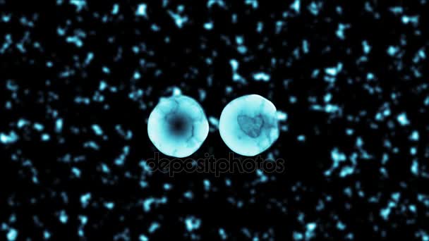 Binary fission transparent cell diviision — Stock Video