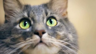 Gri kedi yakın büyük yeşil gözleri ile kameraya arar