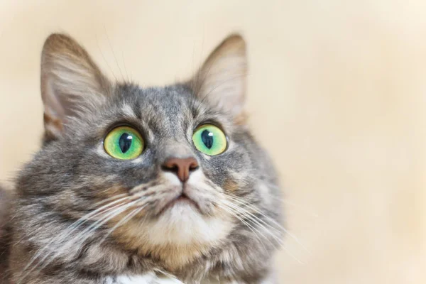 Chat gris gros plan avec de grands yeux verts regarde la caméra — Photo