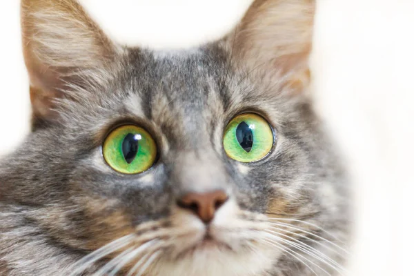 Chat gris gros plan avec de grands yeux verts regarde la caméra — Photo