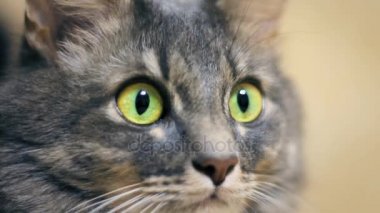 Gri kedi yakın büyük yeşil gözleri ile kameraya arar