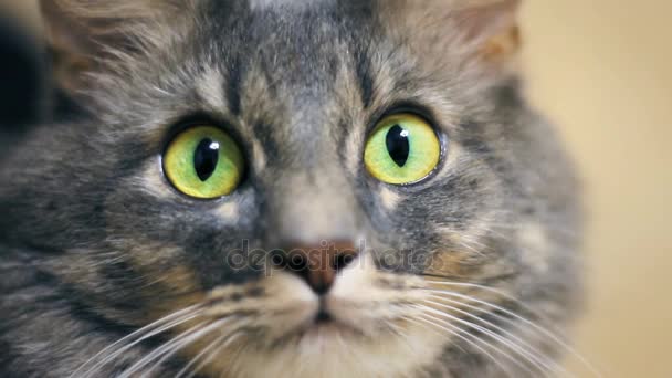 Gato gris cerca con grandes ojos verdes mira a la cámara — Vídeos de Stock