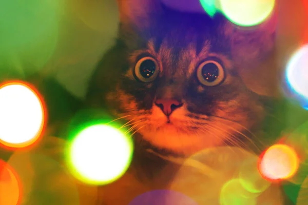 Un beau chat avec de gros yeux en gros plan à Noël avec une guirlande bokeh et un éclairage de conte de fées, vacances de Noël — Photo