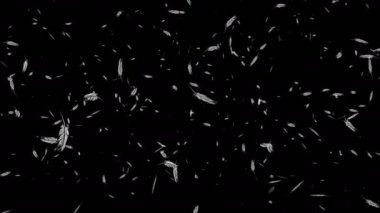 Yavaş yavaş sorunsuz arka plan gelecek tüylerin