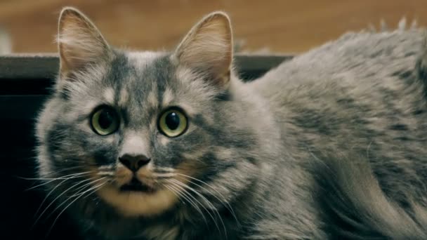 Un hermoso gato gris agresivo silba en la cámara, infunde miedo, el instinto de auto-preservación. Movimiento lento — Vídeo de stock