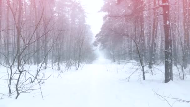 在冬季的风景中行走在缓慢的运动, 在山上的冬天散步, 假期旅游, 下降的雪的靴子步行脚 — 图库视频影像