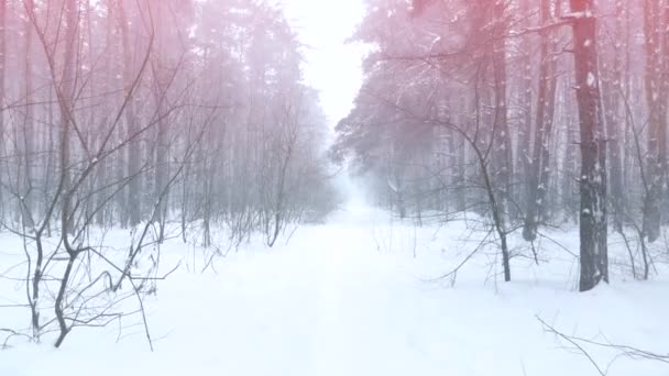 Zwiedzanie stopy w butach na zimowy krajobraz w zwolnionym tempie, na zimowy spacer w górach, wakacje wakacje turystyka, padającego śniegu — Wideo stockowe